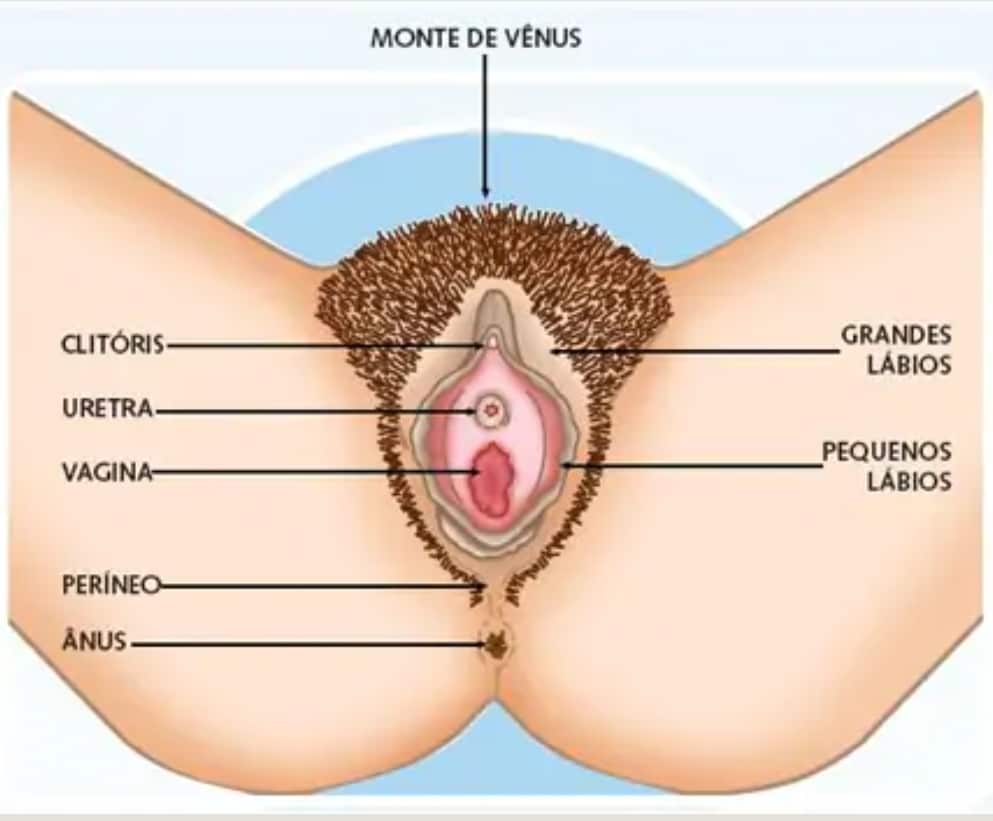 Ilustração da Vagina e do Clitóris Ilustração da Vagina e do Clitóris