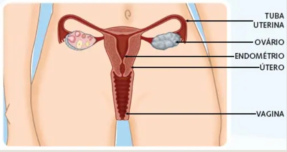 Órgãos genitais femininos Órgãos genitais femininos